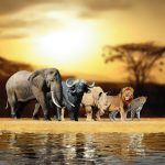 Canvas Wall Art - 1000 x 1000 The Big Five