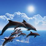 Canvas Wall Art - 1000 x 1000 - Dolphins