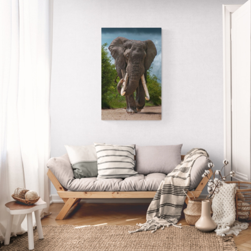 Canvas Wall Art - 1000 x 650 - Elephant Bull