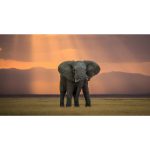 Canvas Wall Art - 1000 x 550 - Elephant Sunrise