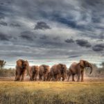 Canvas Wall Art - 1000 x 1000 - Elephants