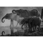 Canvas Wall Art - 1000 x 700 Elephants 2