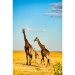 Canvas Wall Art - 1000 x 650 Giraffes