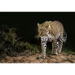 Canvas Wall Art - 1000 x 700 Leopard 2