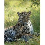 Canvas Wall Art - 1000 x 800 Leopard 3