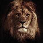 Canvas Wall Art - 1000 x 1000 - Lion