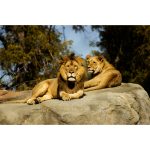 Canvas Wall Art - 1000 x 650 Lions