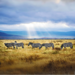 Canvas Wall Art - 1000 x 1000 - Zebras