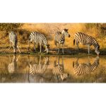 Canvas Wall Art - 1000 x 550 - Zebras 2