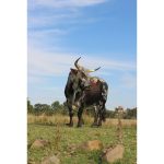 Canvas Wall Art - 1000 x 770 Nguni