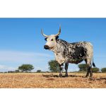 Canvas Wall Art - 1000 x 650 Nguni 2